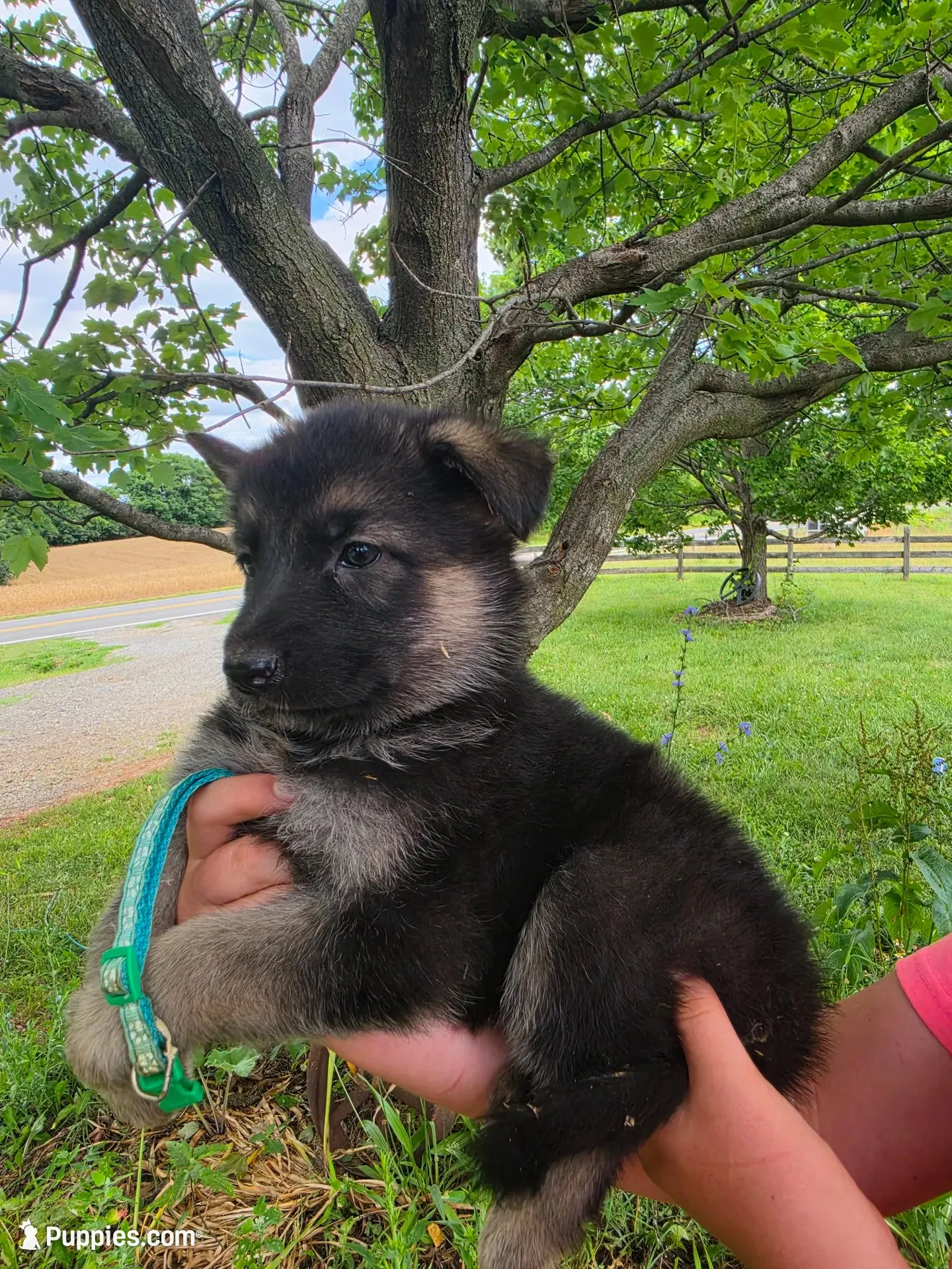 Avery, a female German Shepherd Dog for sale in Rocky Mount, VA – 3 of 5