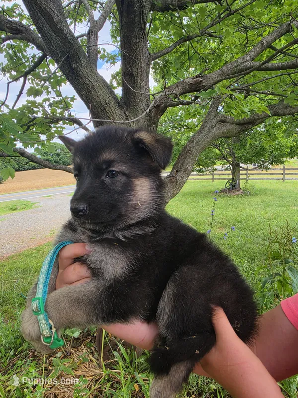 Avery – German Shepherd Dog puppy for sale in Rocky Mount, VA