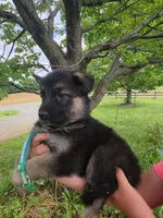 Avery, a female German Shepherd Dog for sale in Rocky Mount, VA – 1 of 3