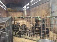 Dr. Dorian, a male German Shepherd Dog for sale in Rocky Mount, VA – 6 of 6