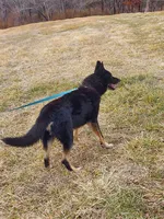 Joy, a female German Shepherd Dog for sale in Rocky Mount, VA – 6 of 6