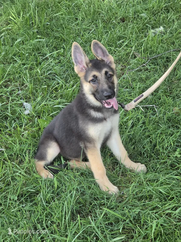 Joy – German Shepherd Dog puppy for sale in Rocky Mount, VA