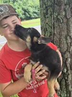 Aranea, a female German Shepherd Dog for sale in Rocky Mount, VA – 3 of 7