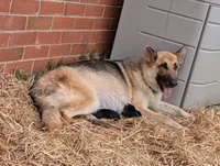 Fern, a female German Shepherd Dog for sale in Rocky Mount, VA – 4 of 4