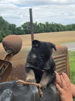 Templeton, a male German Shepherd Dog for sale in Rocky Mount, VA – 2 of 4