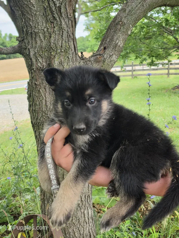 Henry Fussy – German Shepherd Dog puppy for sale in Rocky Mount, VA