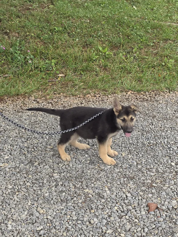 Pumbaa – German Shepherd Dog puppy for sale in Rocky Mount, VA