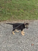 Pumbaa, a male German Shepherd Dog for sale in Rocky Mount, VA – 3 of 10