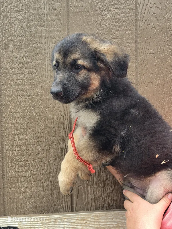 Dr. Dorian – German Shepherd Dog puppy for sale in Rocky Mount, VA