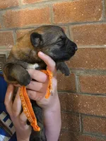 Taka, a male German Shepherd Dog for sale in Rocky Mount, VA – 3 of 3