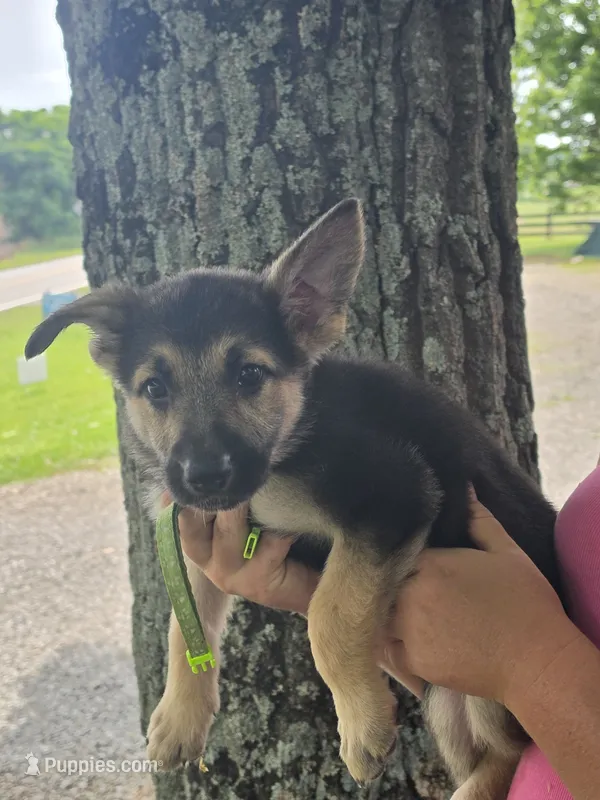 Nellie – German Shepherd Dog puppy for sale in Rocky Mount, VA