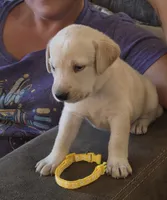 Mindy, a female Labrador Retriever for sale in Rocky Mount, VA – 2 of 2
