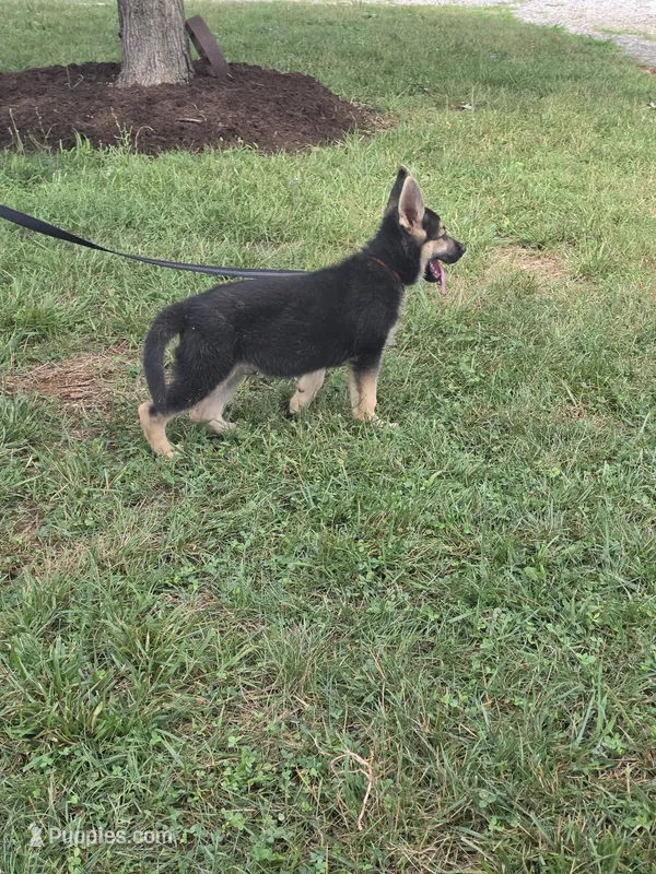 Rafiki – German Shepherd Dog puppy for sale in Rocky Mount, VA
