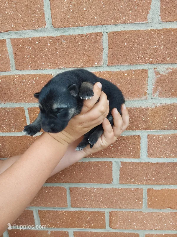 Fern, a female German Shepherd Dog for sale in Rocky Mount, VA – 1 of 4