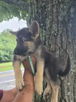 Avery, a female German Shepherd Dog for sale in Rocky Mount, VA – 2 of 5