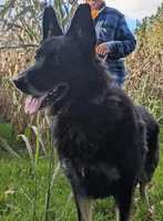 Mrs. Arable, a female German Shepherd Dog for sale in Rocky Mount, VA – 3 of 3