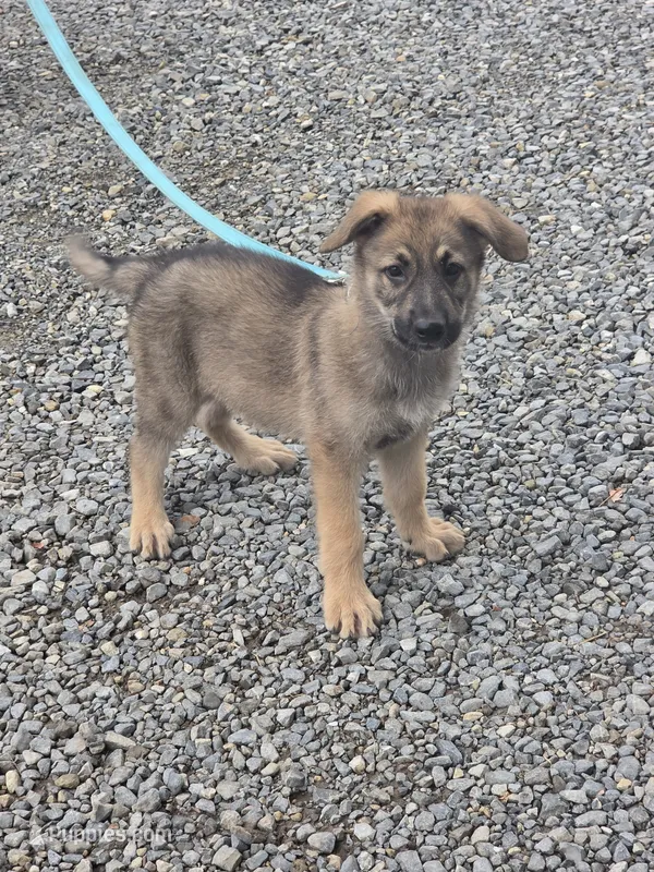Mufasa – German Shepherd Dog puppy for sale in Rocky Mount, VA