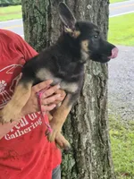 Aranea, a female German Shepherd Dog for sale in Rocky Mount, VA – 2 of 7
