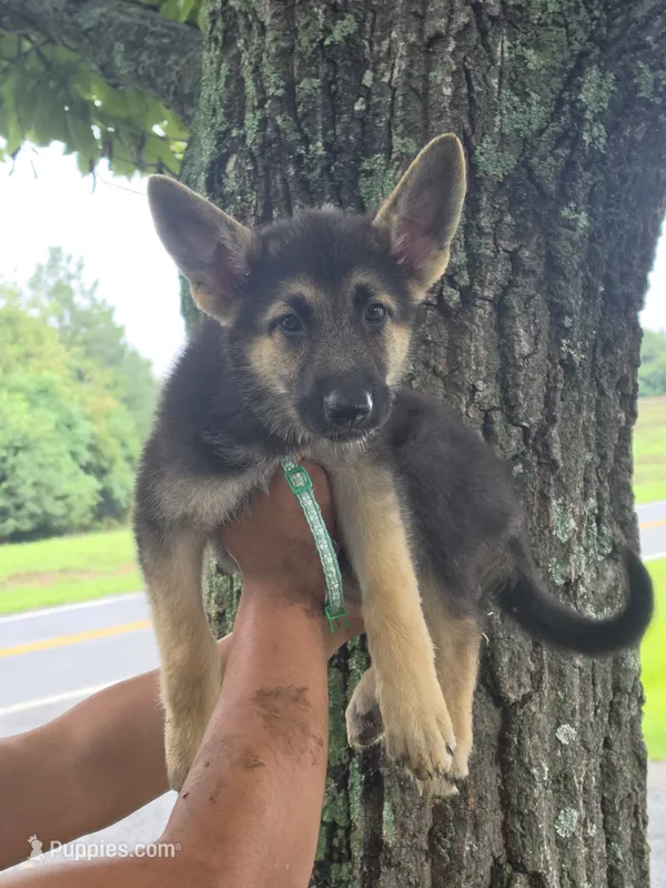 Avery – German Shepherd Dog puppy for sale in Rocky Mount, VA