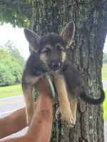 Avery, a female German Shepherd Dog for sale in Rocky Mount, VA – 1 of 5