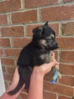 Wilbur, a male German Shepherd Dog for sale in Rocky Mount, VA – 3 of 5