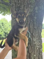Wilbur, a male German Shepherd Dog for sale in Rocky Mount, VA – 2 of 10
