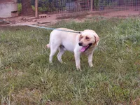 Breeze, a female Labrador Retriever for sale in Rocky Mount, VA – 4 of 4