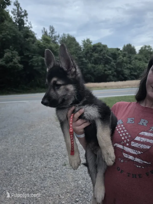 Rafiki – German Shepherd Dog puppy for sale in Rocky Mount, VA