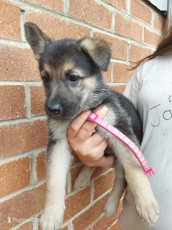 Nala – German Shepherd Dog puppy for sale in Rocky Mount, VA