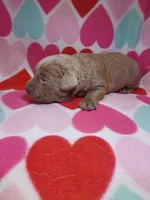 Josephine, a female Labrador Retriever for sale in Rocky Mount, VA – Photo 7 of 10