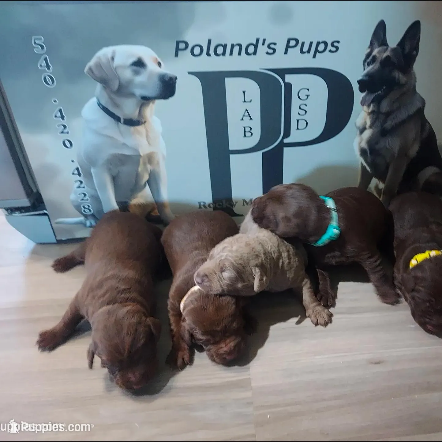 Josephine, a female Labrador Retriever for sale in Rocky Mount, VA – Photo 8 of 10