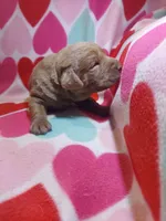 Josephine, a female Labrador Retriever for sale in Rocky Mount, VA – Photo 4 of 10