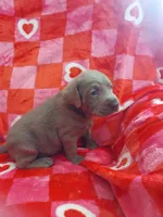 Josephine, a female Labrador Retriever for sale in Rocky Mount, VA – Photo 3 of 10