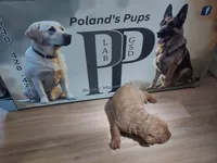 Josephine, a female Labrador Retriever for sale in Rocky Mount, VA – Photo 5 of 10