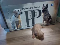 Josephine, a female Labrador Retriever for sale in Rocky Mount, VA – Photo 9 of 10