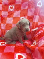 Josephine, a female Labrador Retriever for sale in Rocky Mount, VA – Photo 10 of 10
