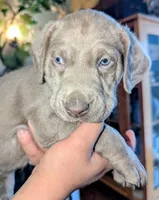 Josephine, a female Labrador Retriever for sale in Rocky Mount, VA – Photo 1 of 10