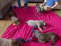 Josephine, a female Labrador Retriever for sale in Rocky Mount, VA – Photo 2 of 10