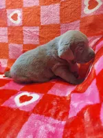 Josephine, a female Labrador Retriever for sale in Rocky Mount, VA – Photo 6 of 10