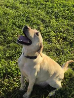 Breeze, a female Labrador Retriever for sale in Rocky Mount, VA – 3 of 4