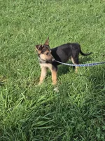 Wilbur, a male German Shepherd Dog for sale in Rocky Mount, VA – 4 of 10