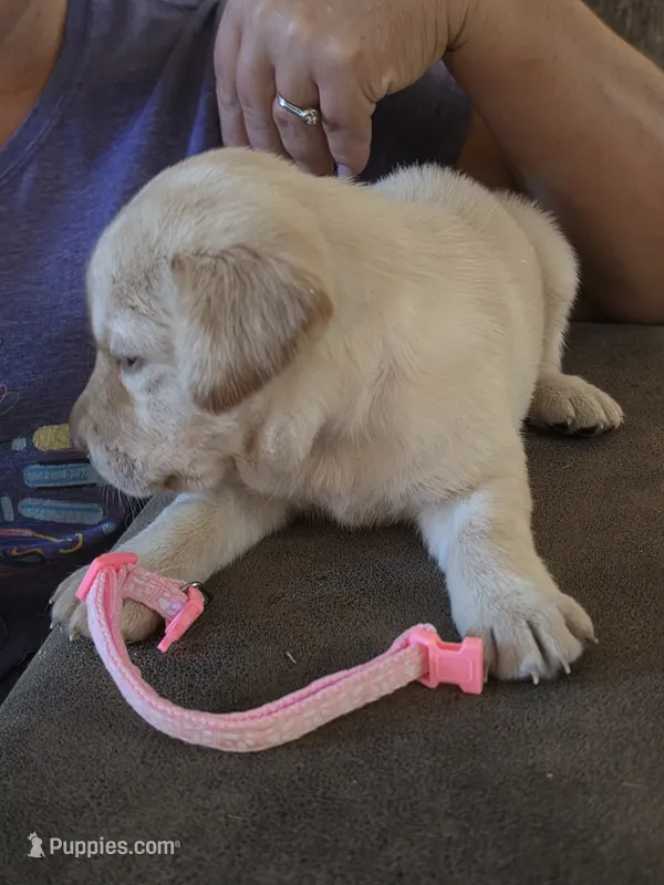 Tani Rey  – Labrador Retriever puppy for sale in Rocky Mount, VA