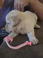 Tani Rey , a female Labrador Retriever for sale in Rocky Mount, VA – 1 of 2