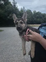 Nala, a female German Shepherd Dog for sale in Rocky Mount, VA – 1 of 10