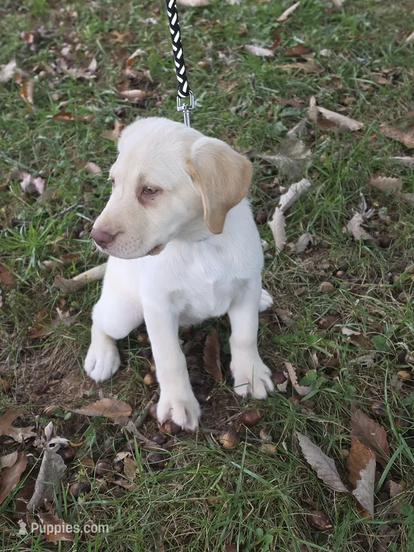 Grace – Labrador Retriever puppy for sale in Rocky Mount, VA