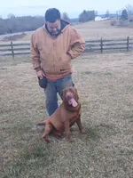 Snickers, a male Labrador Retriever for sale in Rocky Mount, VA – Photo 4 of 4