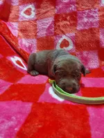 Snickers, a male Labrador Retriever for sale in Rocky Mount, VA – Photo 1 of 4