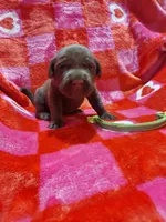 Snickers, a male Labrador Retriever for sale in Rocky Mount, VA – Photo 2 of 4