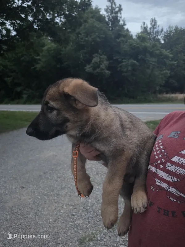 Taka – German Shepherd Dog puppy for sale in Rocky Mount, VA
