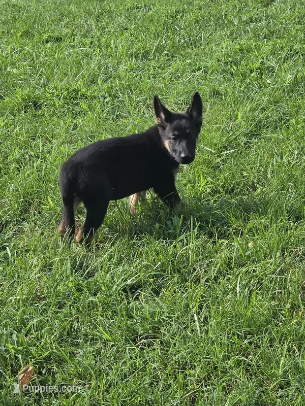 Lurvy – German Shepherd Dog puppy for sale in Rocky Mount, VA